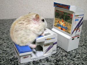 hamsterjoue.jpg