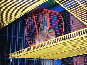 cage3.jpg