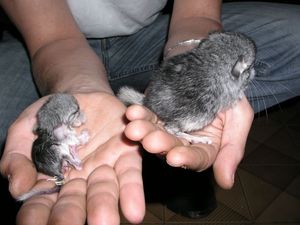 chinchilla_juin2_P1010058.jpg