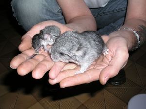 chinchilla_juin2_P1010059.jpg