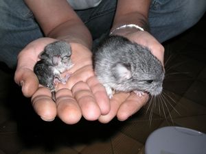 chinchilla_juin2_P1010060.jpg