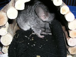 chinchilla_juin_P1010057.jpg