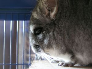 chinchilla_mars2006_10.jpg